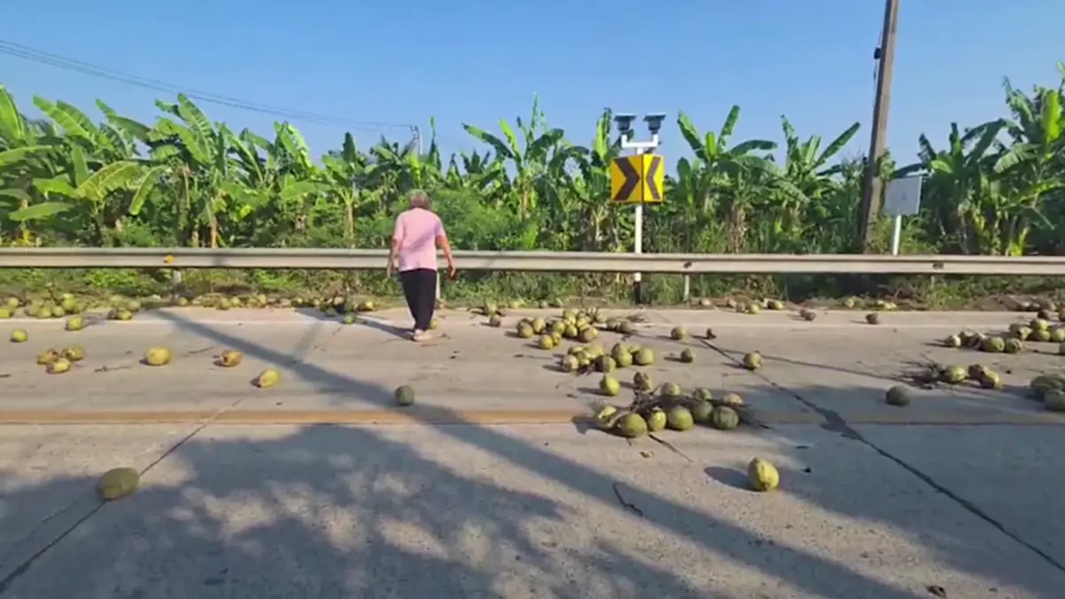 มะพร้าวเกลื่อนถนน! ชาวบ้านช่วยเก็บ หวั่นอุบัติเหตุ วอนรับผิดชอบ