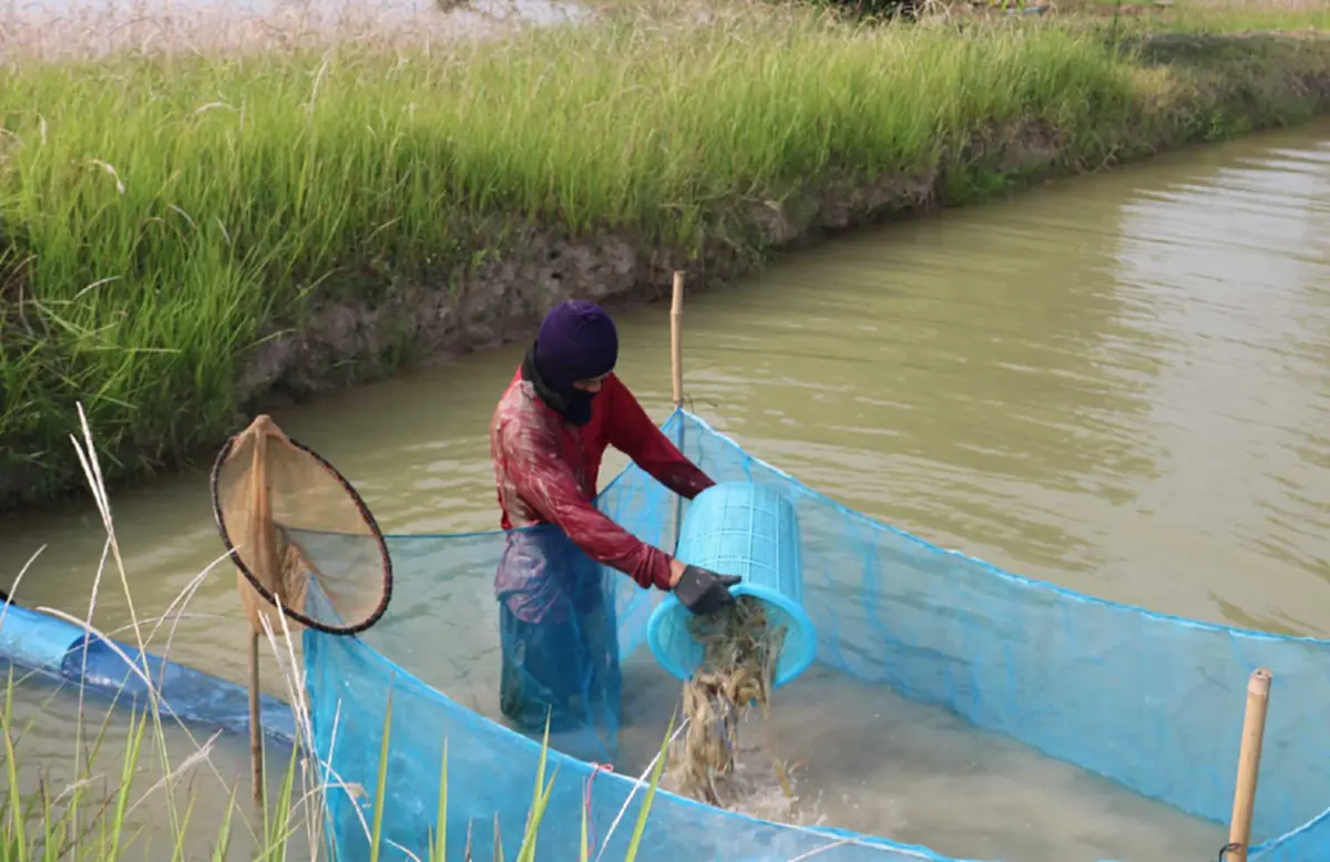 วิกฤตน้ำมันแพทำพิษ! ชาวนากุ้งกาฬสินธุ์อ่วม จี้รัฐเร่งแก้ไข