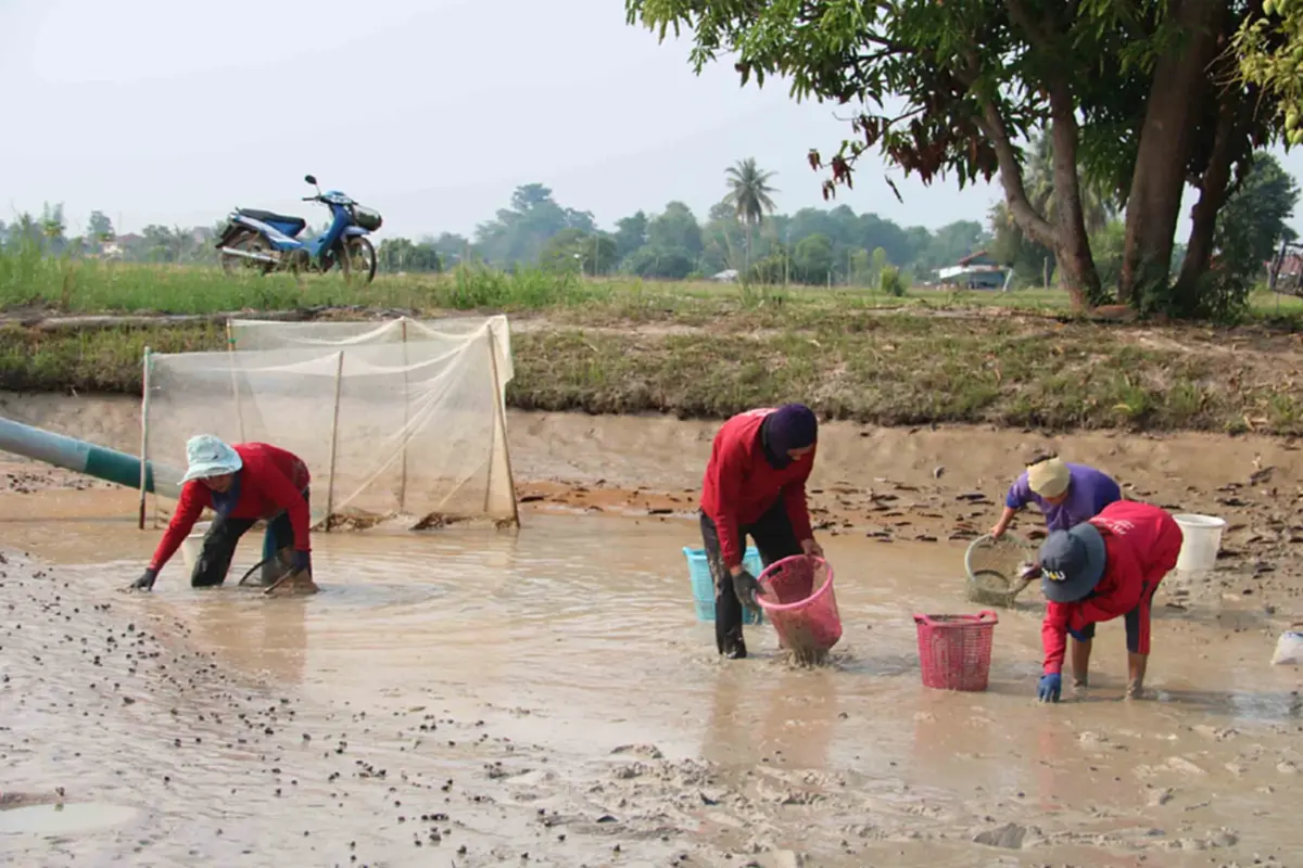 วิกฤตน้ำมันแพทำพิษ! ชาวนากุ้งกาฬสินธุ์อ่วม จี้รัฐเร่งแก้ไข