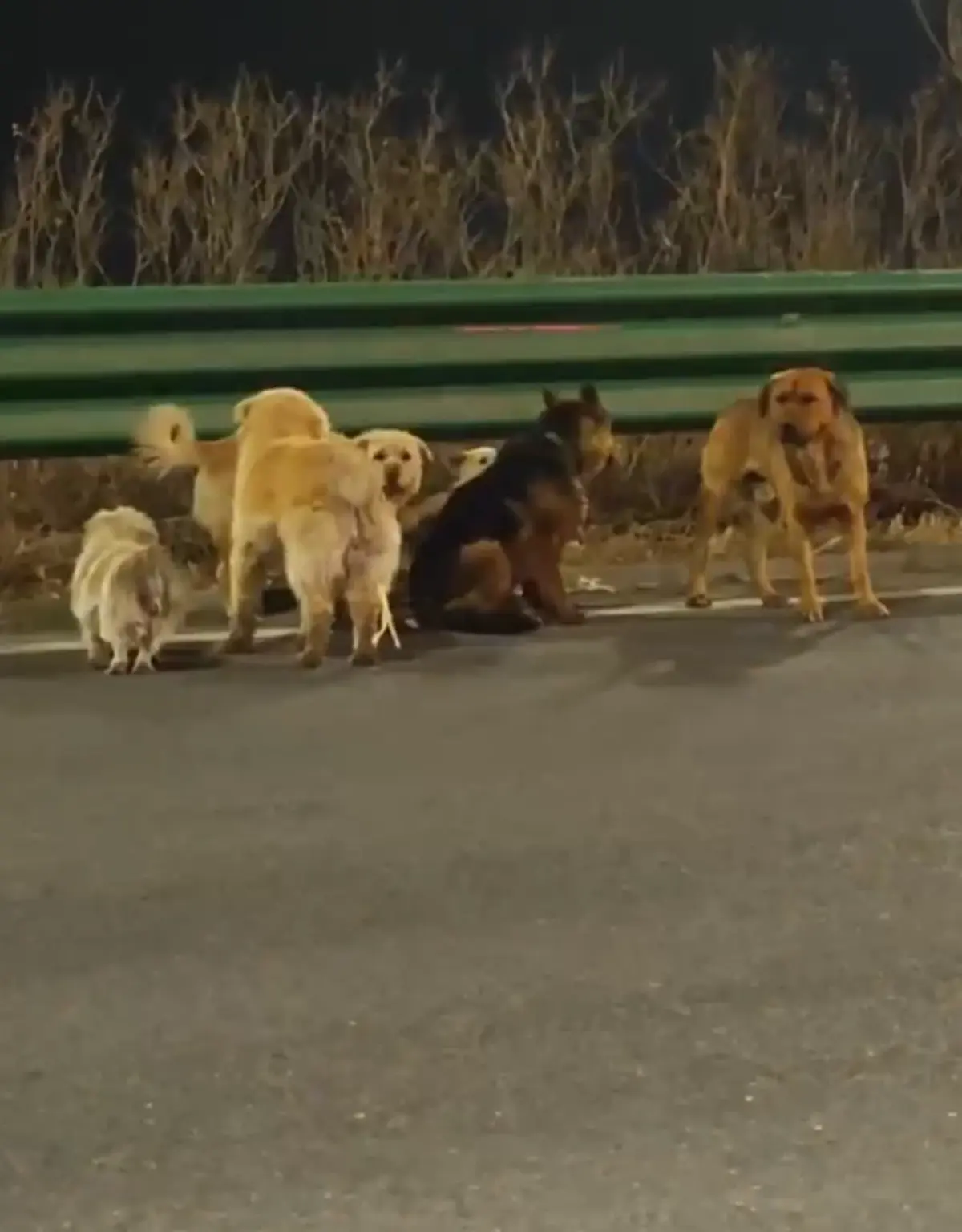 อัปเดตชีวิตล่าสุด 7 สุนัขเพื่อนแท้ ตกใจรู้ใครเป็นคนขโมยหมาไป