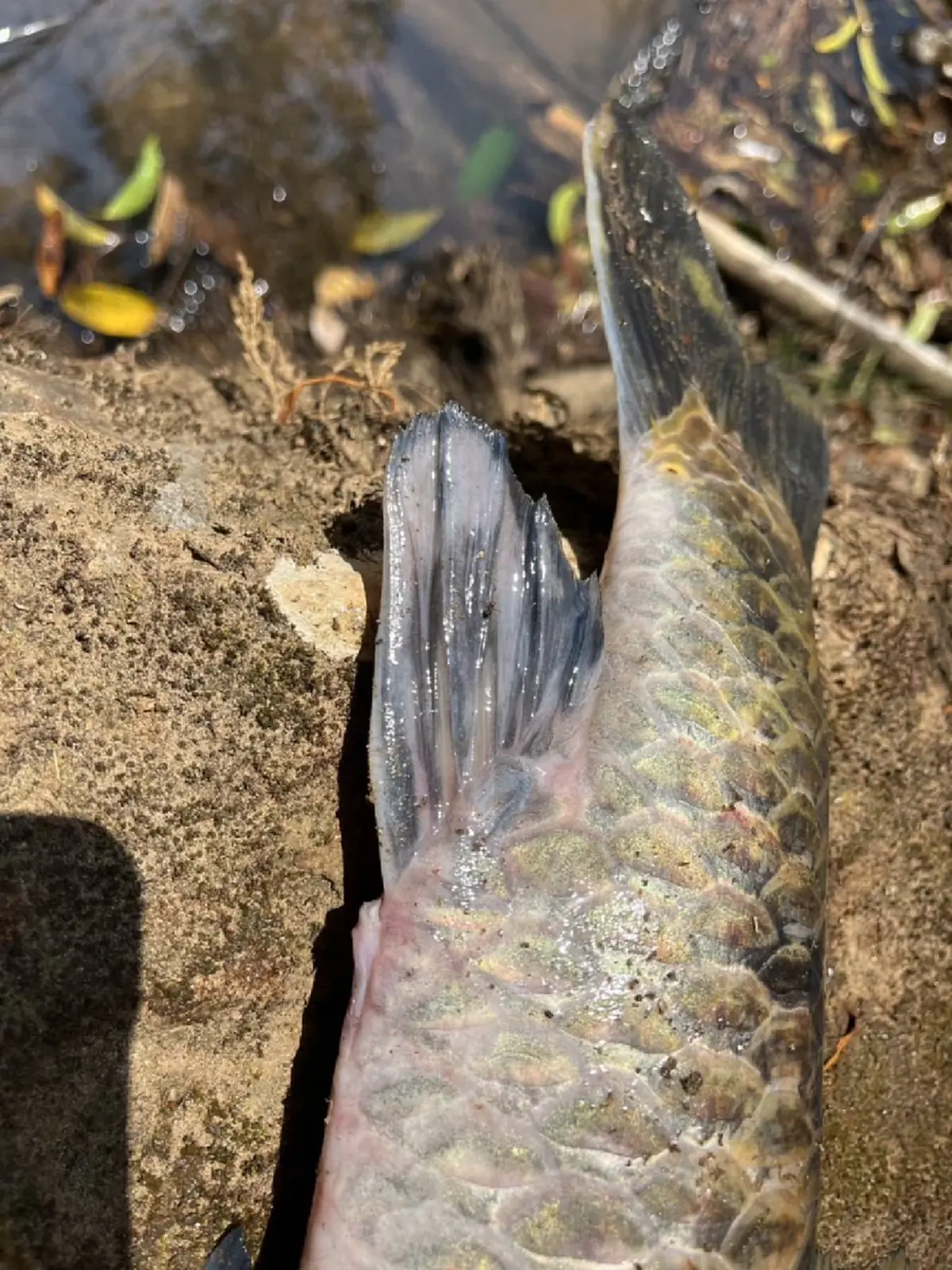 วิกฤตปางมะผ้า! ปลาแม่น้ำลางตายปริศนา สั่งห้ามกินเด็ดขาด