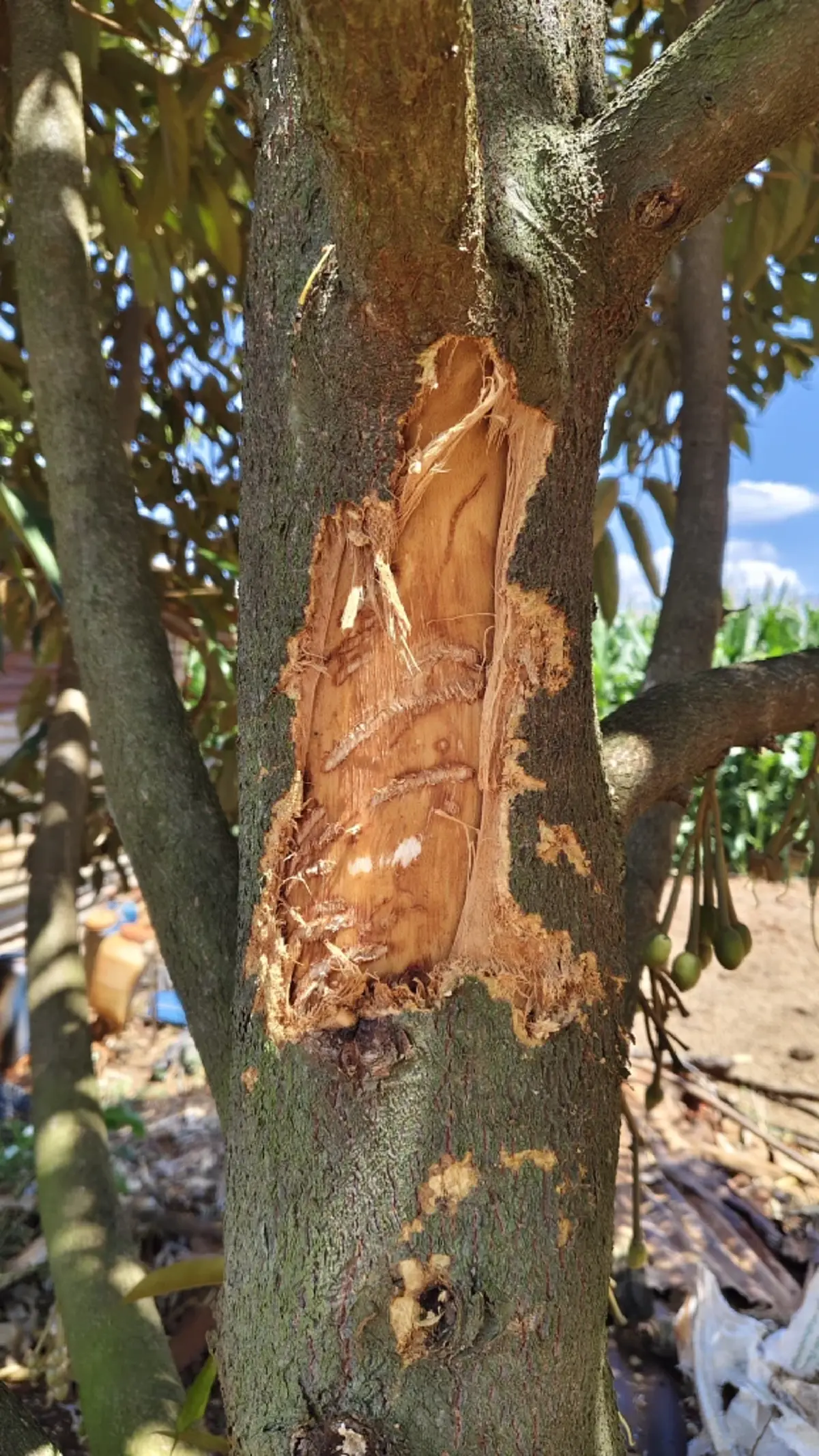 ชาวบ้านผวา สัตว์ปริศนาบุกตะปบสวนทุเรียนโคราชรอยเล็บเหวอะ