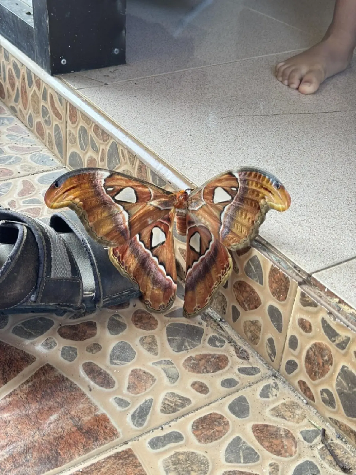 โชคดีมาก หนุ่มเจอ "ผีเสื้อกลางคืนที่ใหญ่ที่สุดในโลก" ในไทย