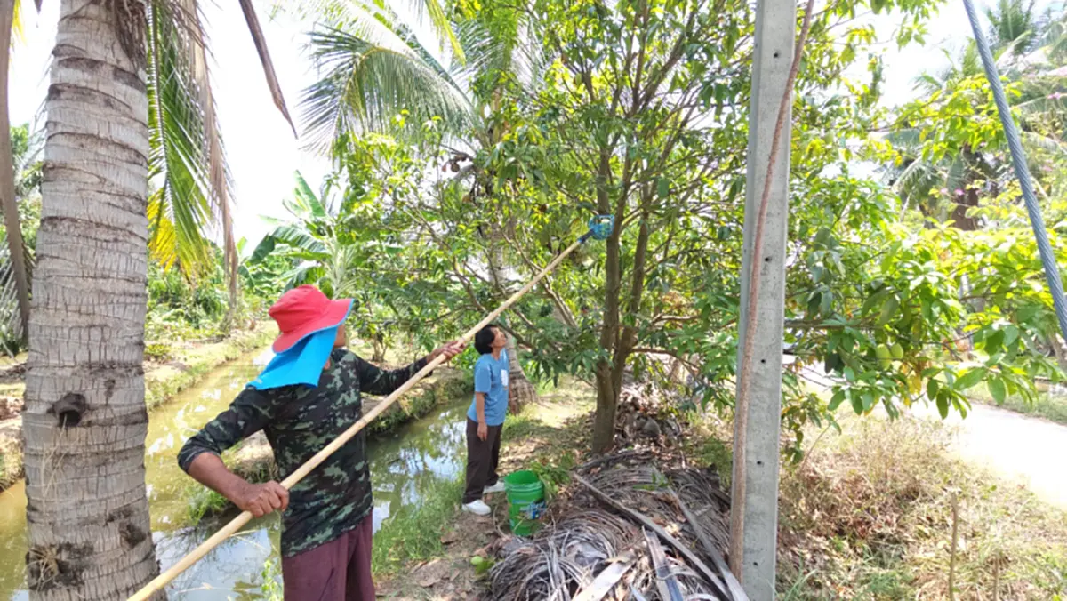 ราชบุรีคึกคัก! มะม่วงแก้วขมิ้นราคาพุ่ง หลังปิดด่านกัมพูชา