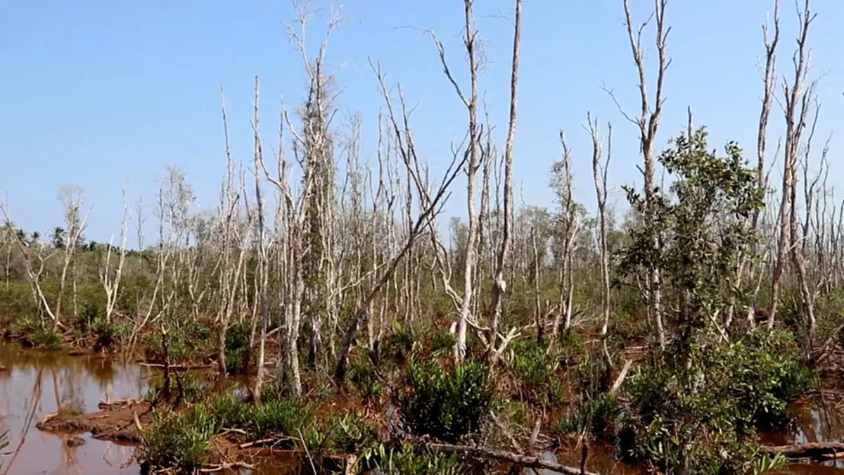 3 สส.ชุมพรบุกแฉฟาร์มกุ้งนายทุน ลอบปล่อยน้ำเสียทำป่าพรุพังพินาศ