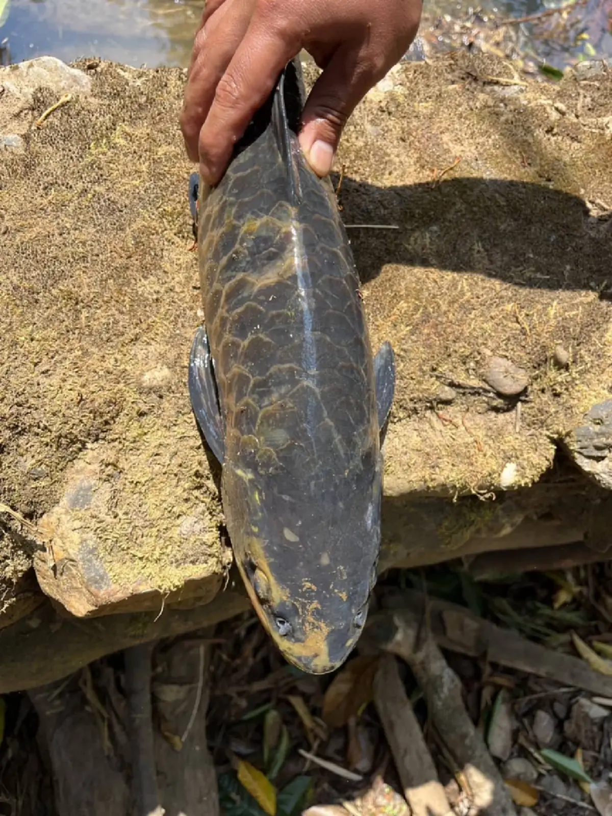 วิกฤตปางมะผ้า! ปลาแม่น้ำลางตายปริศนา สั่งห้ามกินเด็ดขาด