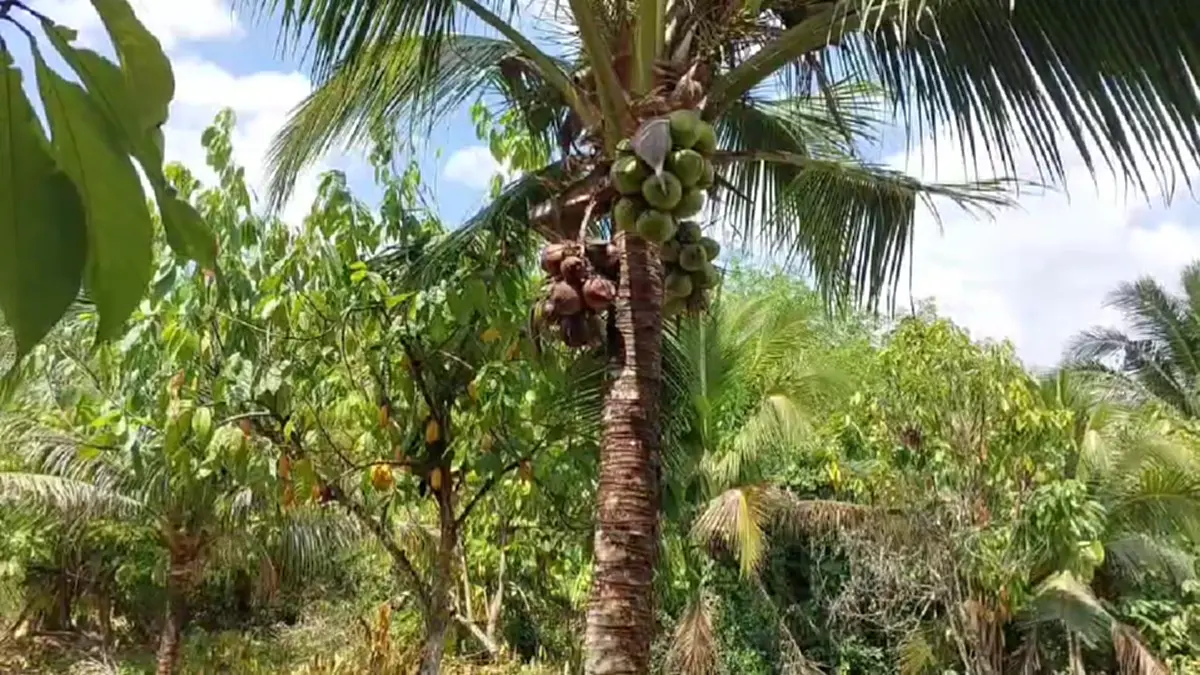 แบกไม่ไหว! เจ้าของสวนกระบี่รื้อทิ้งมะพร้าว 6 ไร่ เซ่นพิษราคาดิ่ง