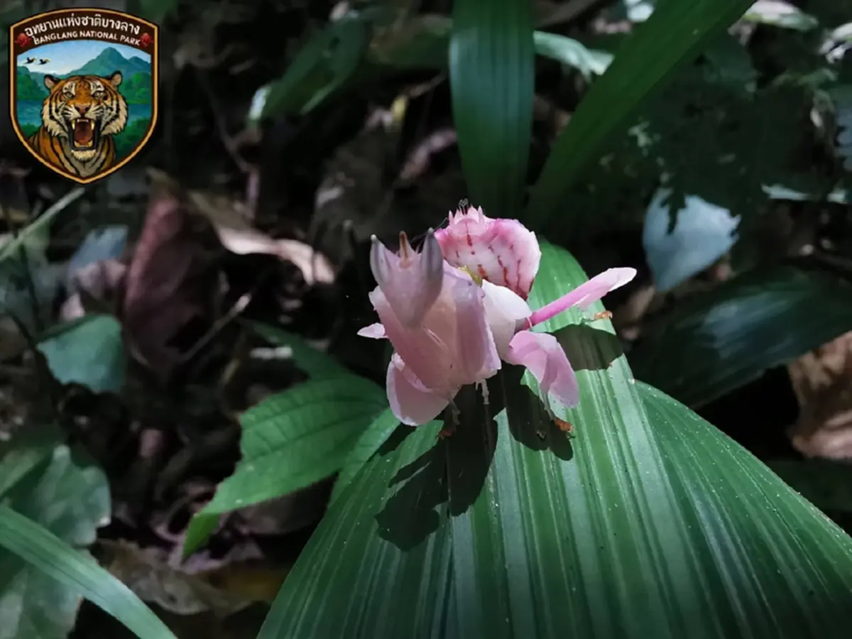 หาดูยาก เปิดภาพ นักล่าในคราบดอกไม้ สุดยอดนักพรางตัว