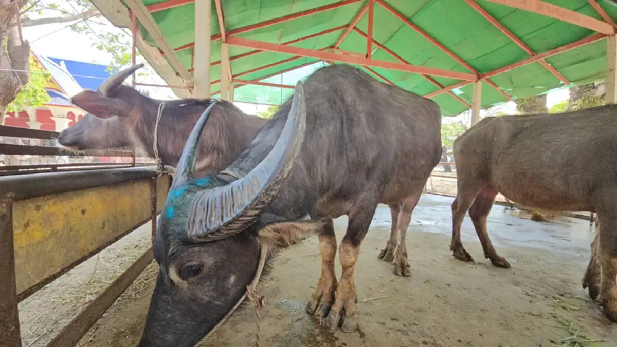ผกก.สันทรายทำพิธีมอบ "เจ้าบุญรอด" ควายสู้ชีวิตให้วัด