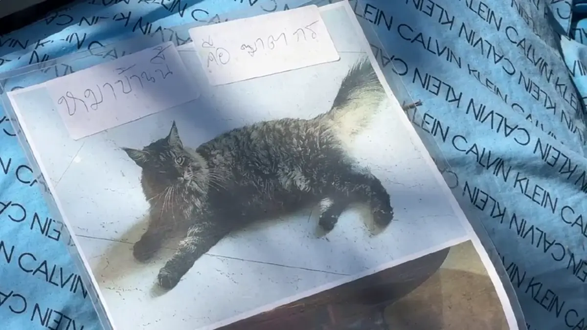 เปิดใจเจ้าของป้าย! ทนมา 6 ปี หมาใหญ่ขย้ำสัตว์เลี้ยงนับ 10