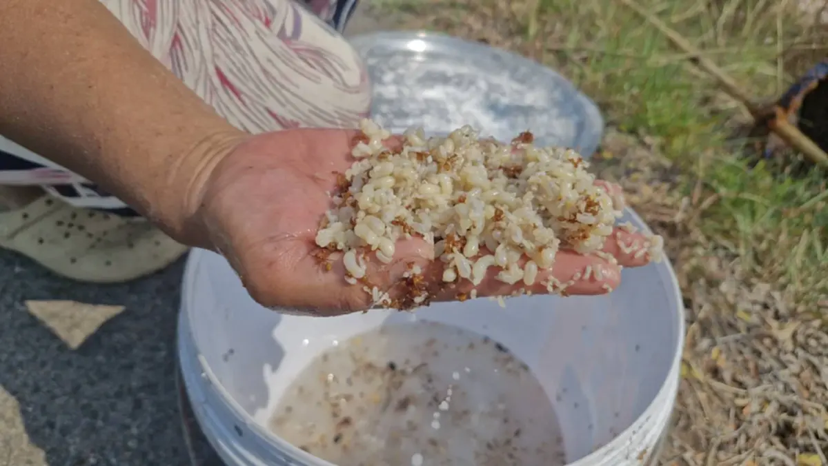 ชาวโคราชแหย่ไข่มดแดงขายรายได้พุ่งวันละพัน กิโลละ 500 บาท