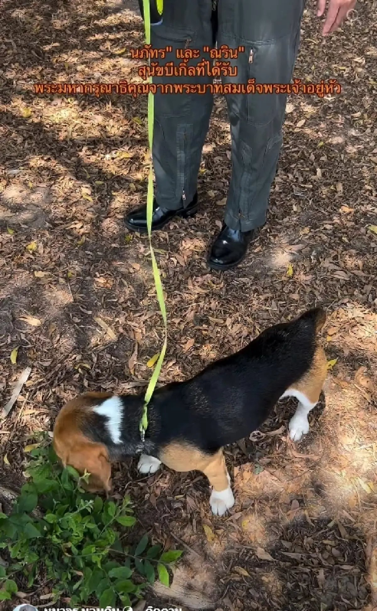 "ในหลวง" ทรงพระเมตตา รับ 2 บีเกิ้ล ถูกทิ้งสุสานร้าง ชุบเลี้ยงในวัง