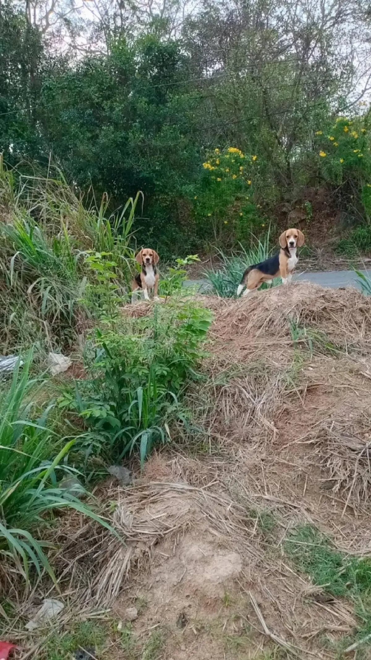 "ในหลวง" ทรงพระเมตตา รับ 2 บีเกิ้ล ถูกทิ้งสุสานร้าง ชุบเลี้ยงในวัง
