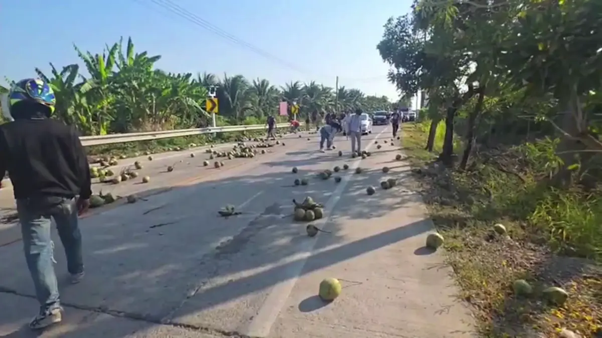 มะพร้าวเกลื่อนถนน! ชาวบ้านช่วยเก็บ หวั่นอุบัติเหตุ วอนรับผิดชอบ