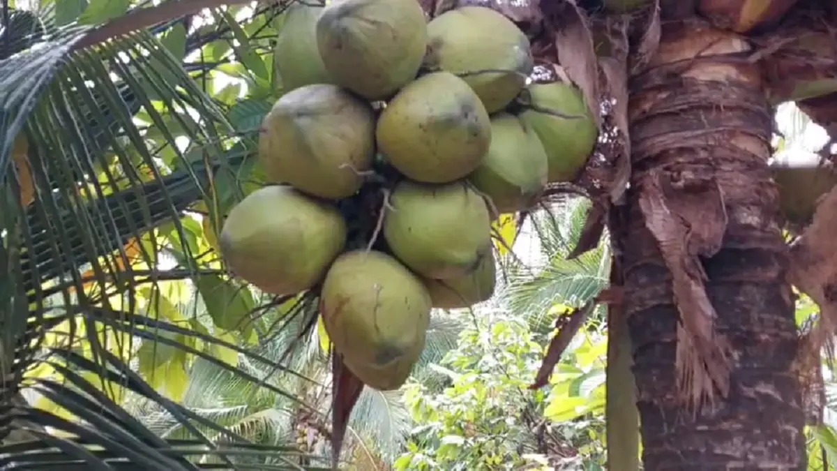 แบกไม่ไหว! เจ้าของสวนกระบี่รื้อทิ้งมะพร้าว 6 ไร่ เซ่นพิษราคาดิ่ง