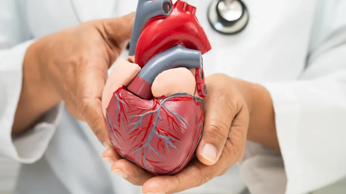 แพทย์เตือน “หัวใจโต” ไม่ได้อันตรายเสมอไป เช็กให้ชัดแบบไหน