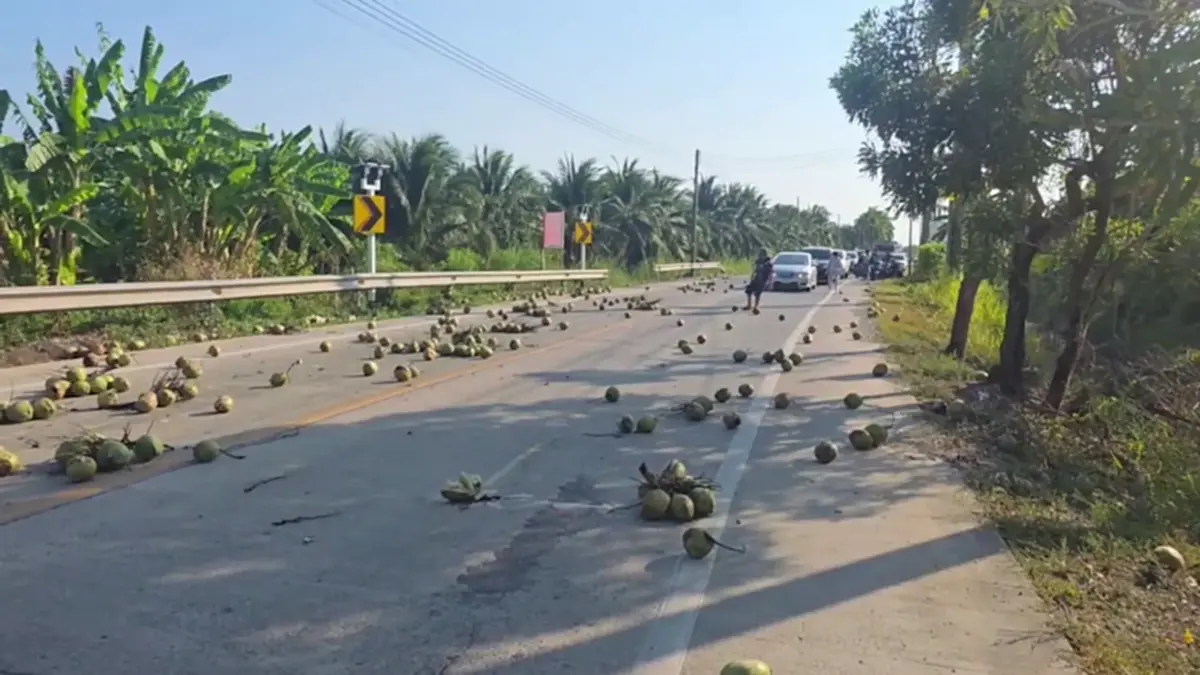 มะพร้าวเกลื่อนถนน! ชาวบ้านช่วยเก็บ หวั่นอุบัติเหตุ วอนรับผิดชอบ