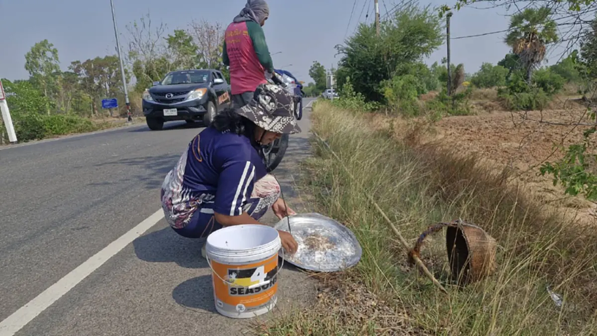 ชาวโคราชแหย่ไข่มดแดงขายรายได้พุ่งวันละพัน กิโลละ 500 บาท