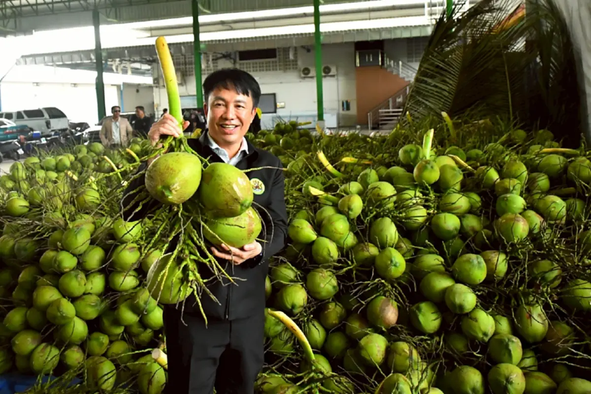 สหกรณ์หนุนล้งกลางมะพร้าวน้ำหอม ปลดแอกล้งจีนฮั้วกดราคา 2 บาท