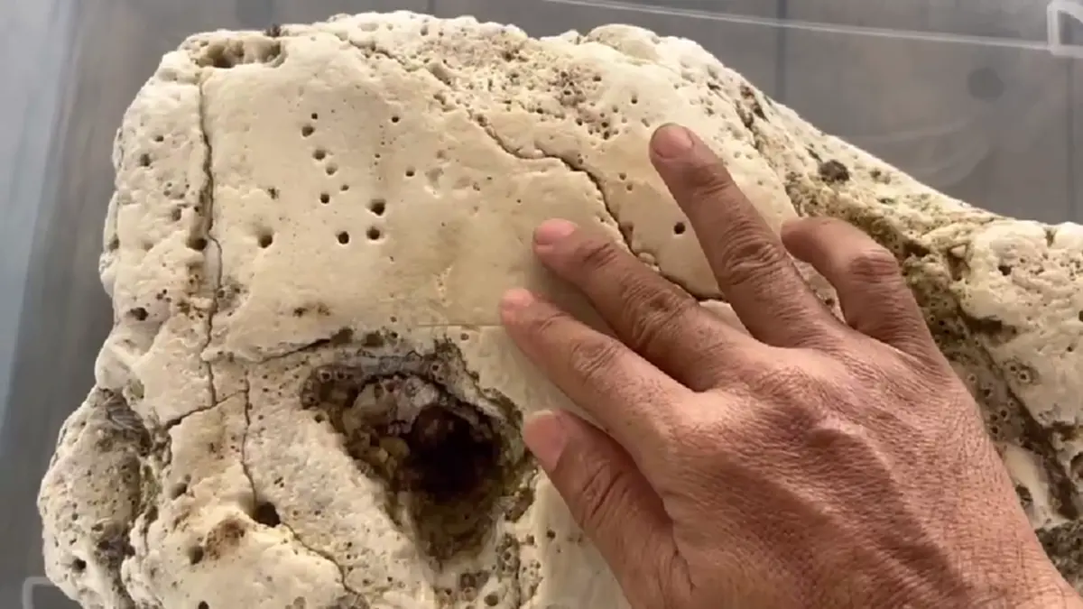 หนุ่มระยอง! พบอ้วกวาฬยักษ์หนัก 5.6 กก. ลอยเกยหาดทะเลงาม