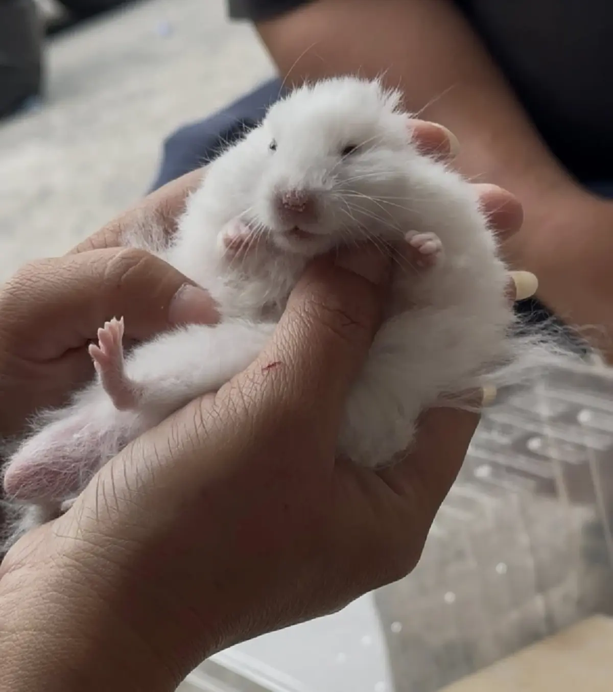 เวทนา 2 ชีวิตน้อยๆถูกโยนทิ้งกองขยะ เห็นแววตายิ่งบีบหัวใจ