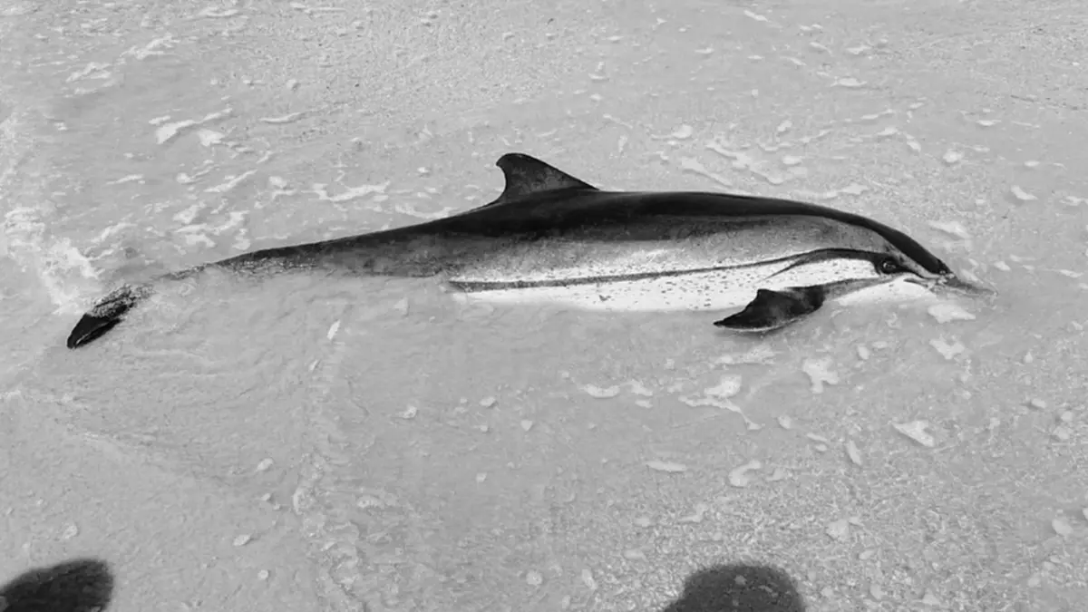 สลดหนักอีก สูญเสียสุดเศร้า ร่างไร้วิญญาณริมหาด หาสาเหตุด่วน