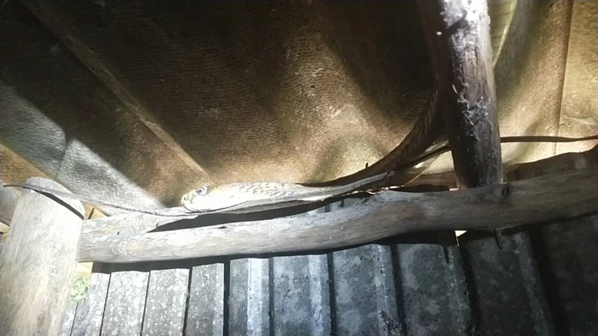 แห่ส่อง งูจงอางขดตัวหิ้งพระ ชาวบ้านจับจ้องเลขบ้านลุ้นโชค