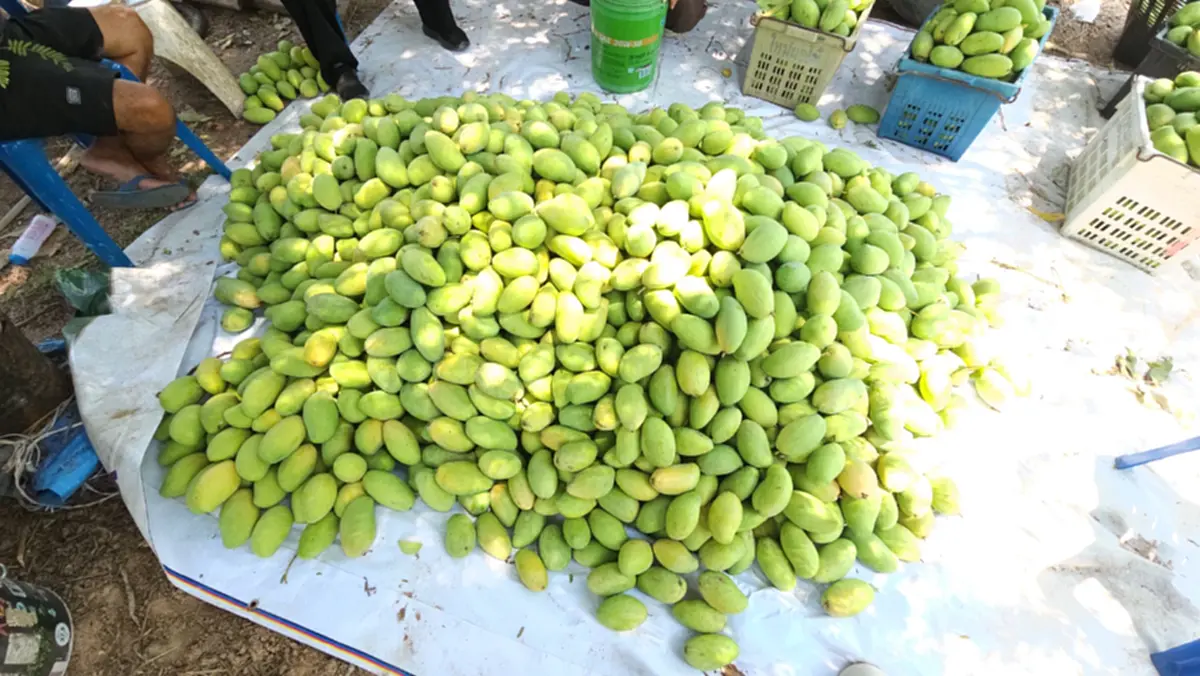 ราชบุรีคึกคัก! มะม่วงแก้วขมิ้นราคาพุ่ง หลังปิดด่านกัมพูชา