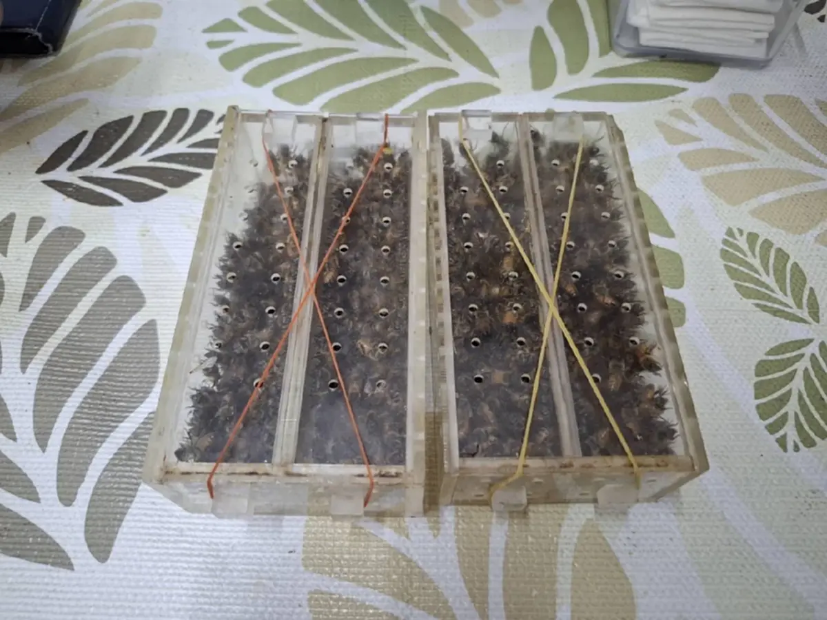 บุกคลินิกรวบหมอเถื่อน รักษาพิสดาร ใช้เหล็กในผึ้งสะกิดตา