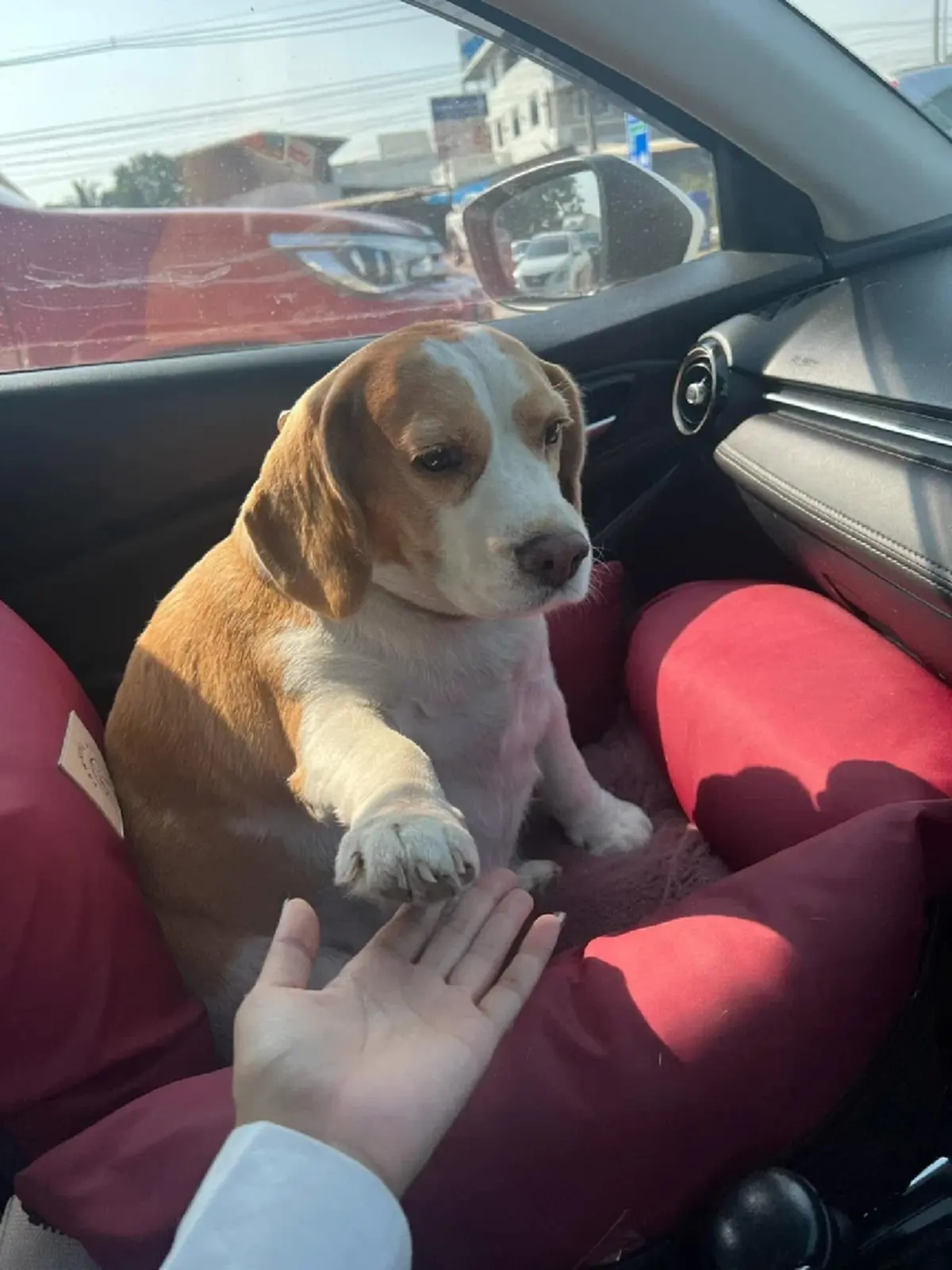 เจ้าของแจ้งข่าว "มู่ทู่" หมามีมชื่อดัง ป่วยมะเร็งโอกาสรอดน้อย