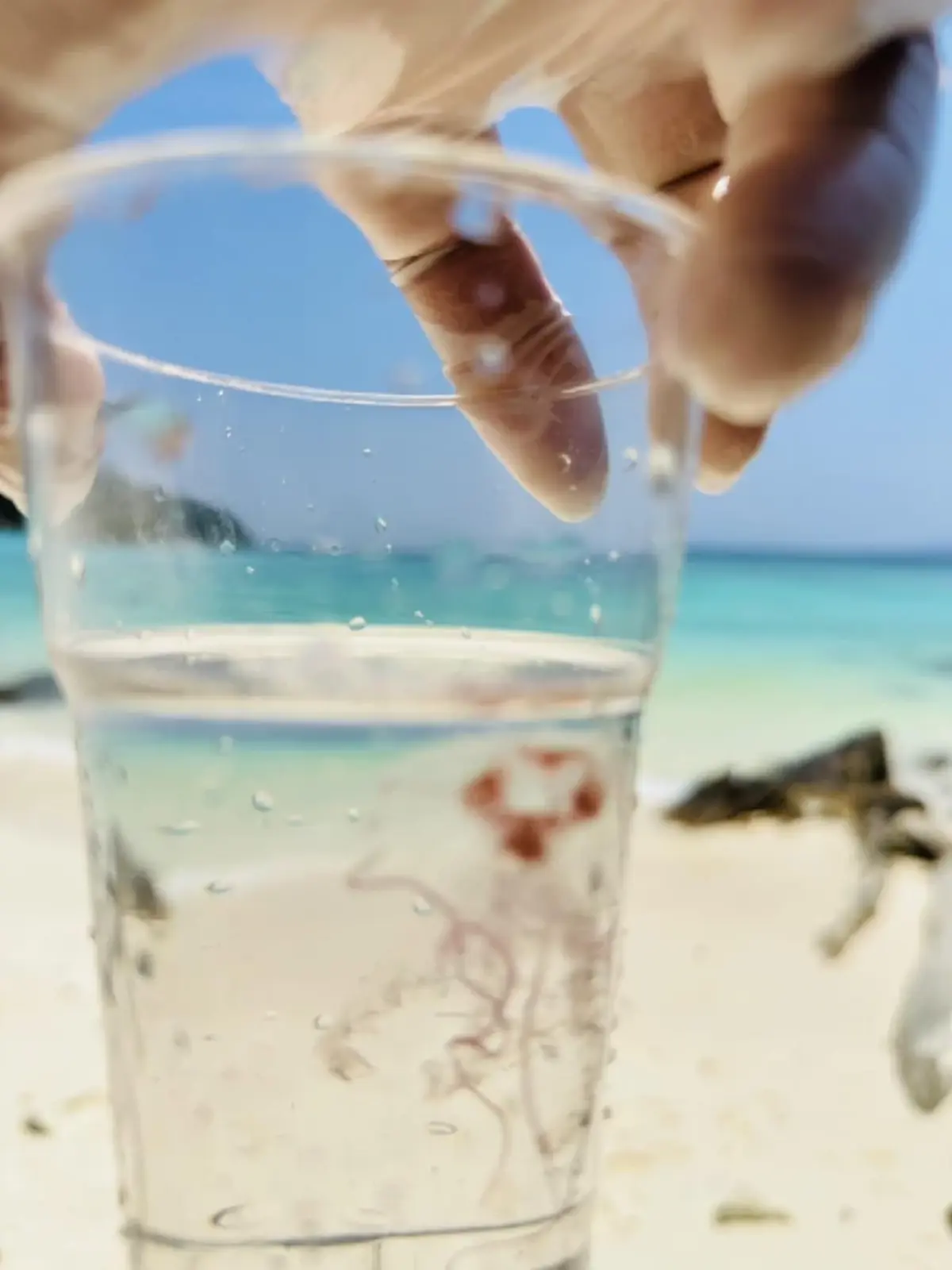 ภูเก็ตเตือนด่วน! แมงกะพรุนไฟบุกเกาะแอวหนาแน่น 100 ตัวต่อ ตร.ม.