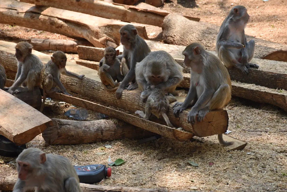 ลิงวอกเมืองเลยผอมโซ! เซ่นภัยแล้งต้องคุ้ยถังขยะประทังชีวิต