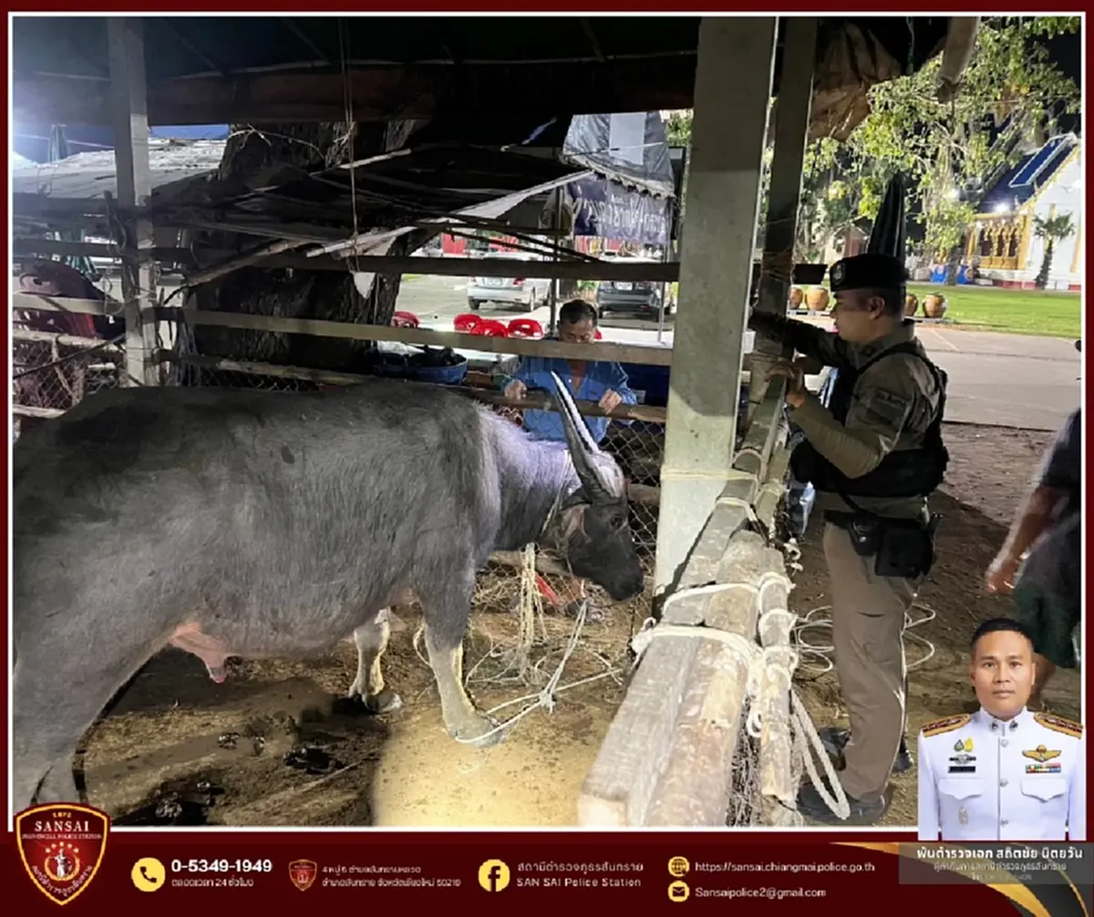 เปิดชีวิตใหม่ เจ้าทุยหัวเหล็ก รอดชีวิตหวุดหวิดจากงานศพ