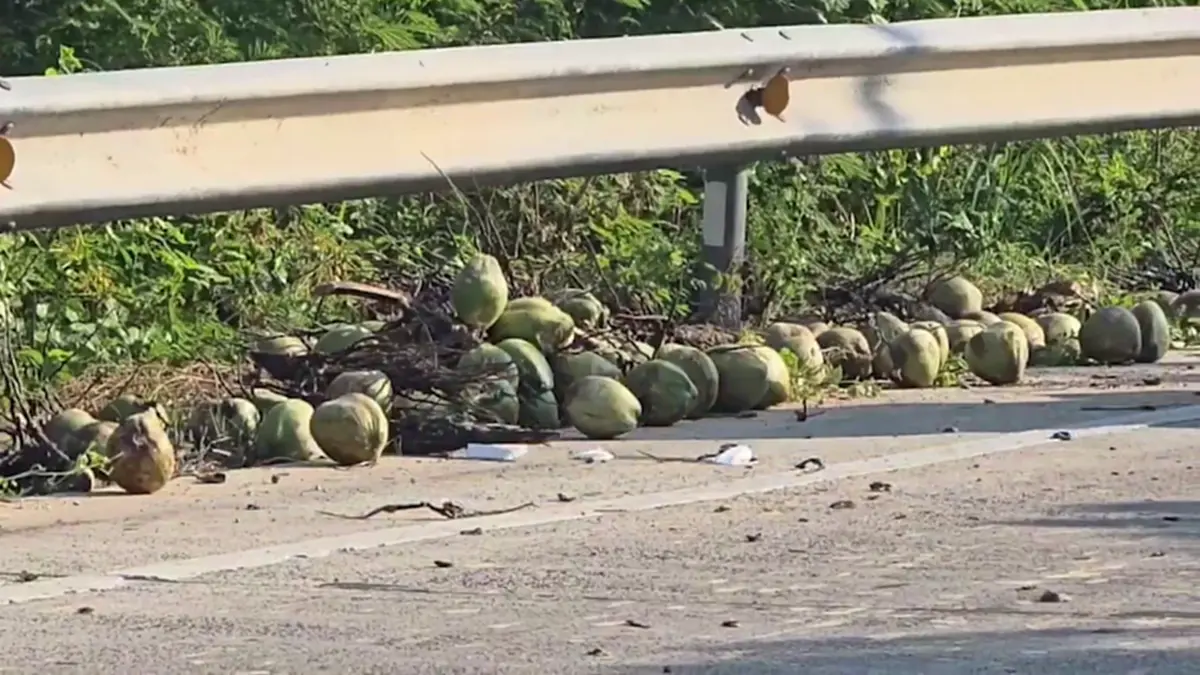 มะพร้าวเกลื่อนถนน! ชาวบ้านช่วยเก็บ หวั่นอุบัติเหตุ วอนรับผิดชอบ