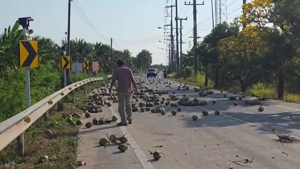 มะพร้าวเกลื่อนถนน! ชาวบ้านช่วยเก็บ หวั่นอุบัติเหตุ วอนรับผิดชอบ