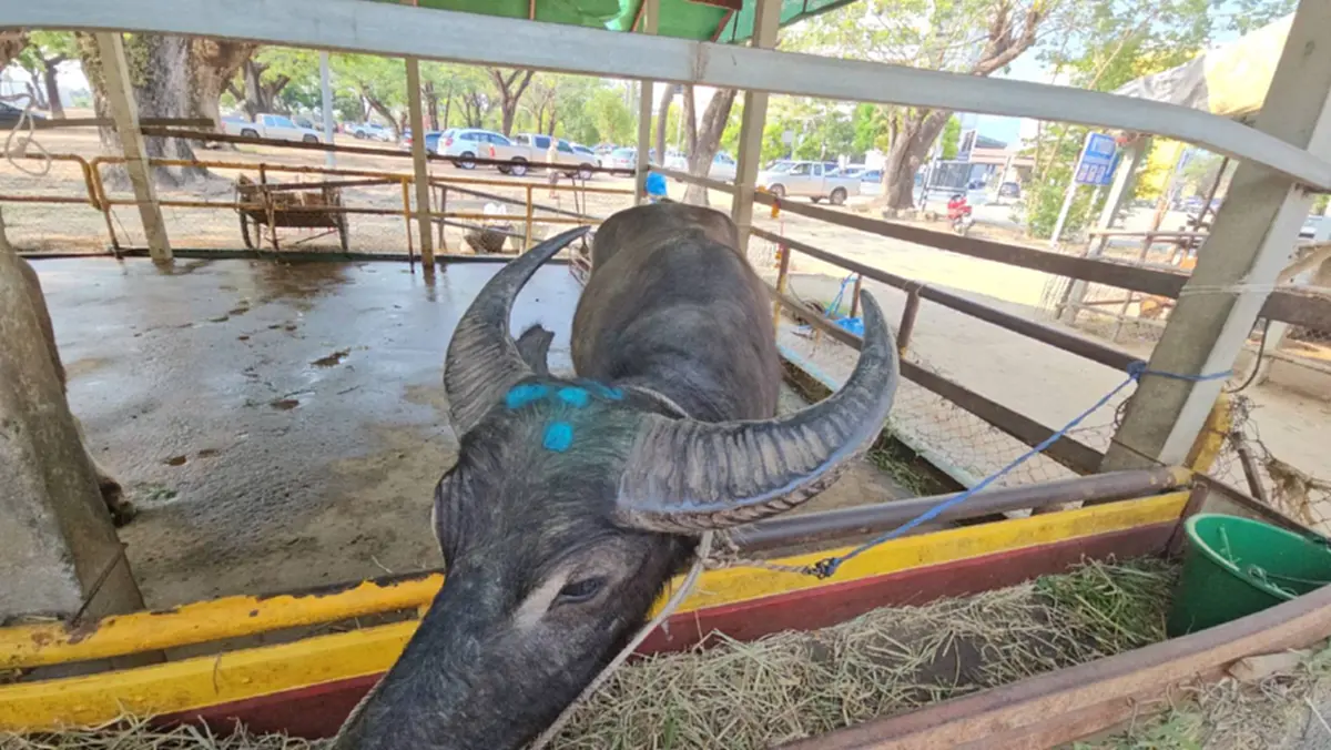 ผกก.สันทรายทำพิธีมอบ "เจ้าบุญรอด" ควายสู้ชีวิตให้วัด