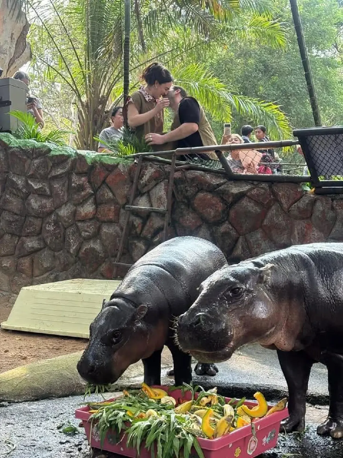 "เชฟอิตาลี" มาให้อาหารหมูเด้ง ก่อนสุดท้าย ทำคนเขินทั้งสวนสัตว์