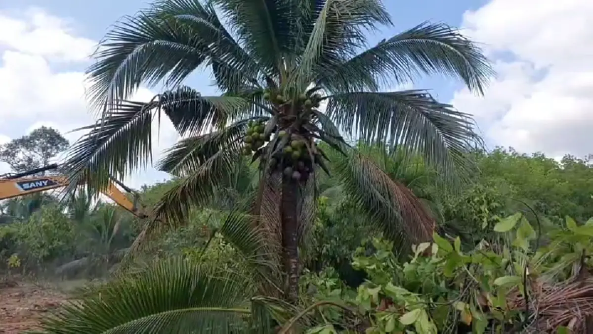 แบกไม่ไหว! เจ้าของสวนกระบี่รื้อทิ้งมะพร้าว 6 ไร่ เซ่นพิษราคาดิ่ง