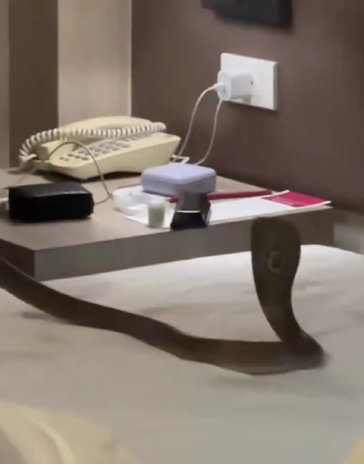 ขนลุก นอนโรงแรมอยู่ดีๆ เจอตัวเขื่องเลื้อยพาดคอ แห่ถามเลขห้อง