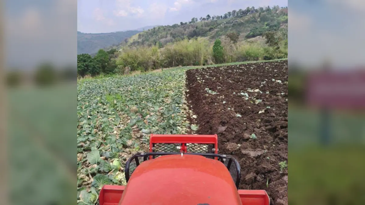 กะหล่ำหล่มสักดิ่งเหว น้ำมันขาดทำส่งไม่ออก เกษตรกรจำใจไถทิ้ง