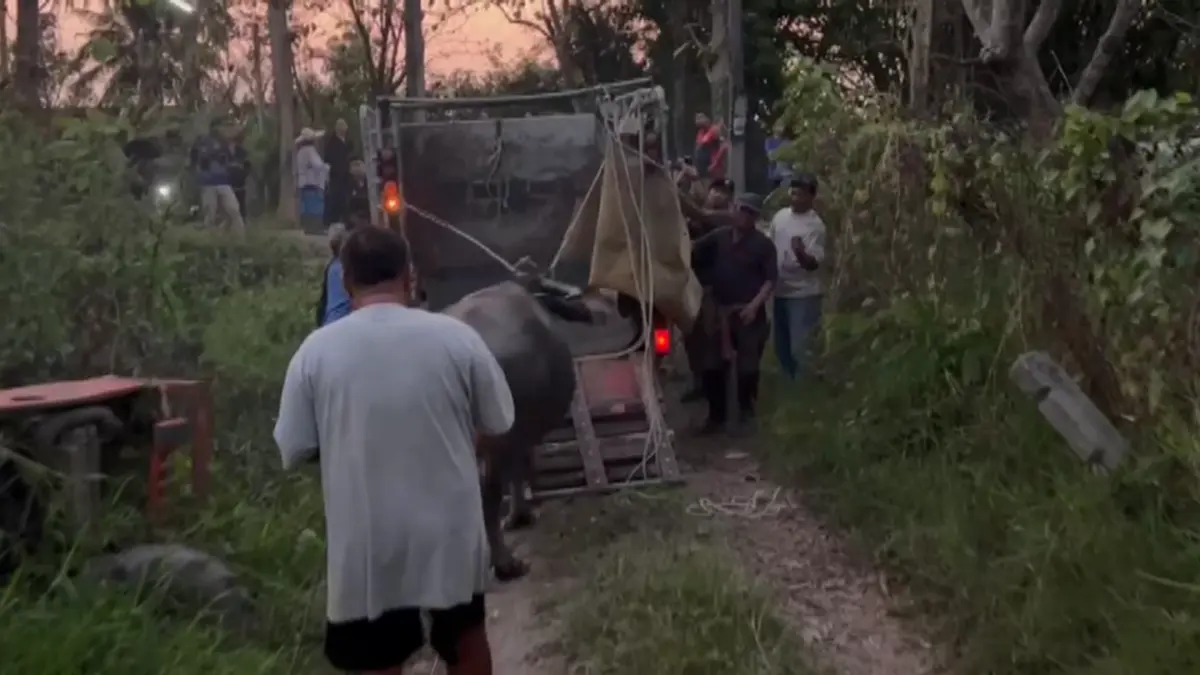 ตร.สันทรายไถ่ชีวิตควายหนีตายงานศพ หลังถูกทุบหัวสู้ชีวิตหนีรอด