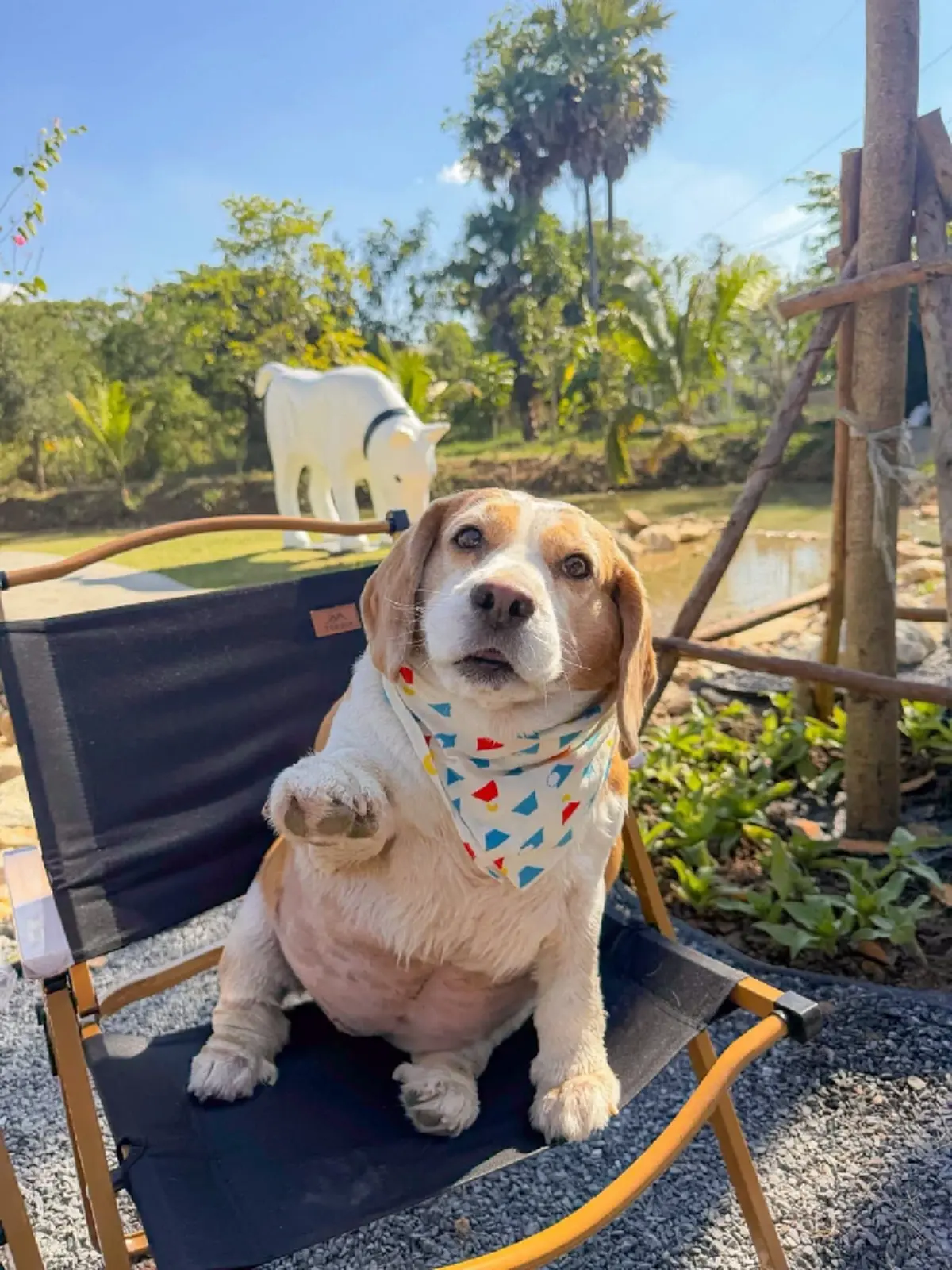 เจ้าของแจ้งข่าว "มู่ทู่" หมามีมชื่อดัง ป่วยมะเร็งโอกาสรอดน้อย