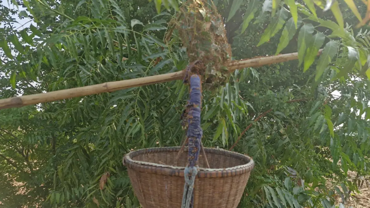 ชาวโคราชแหย่ไข่มดแดงขายรายได้พุ่งวันละพัน กิโลละ 500 บาท