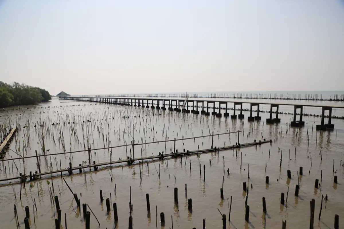 สมุทรสาครผนึกเอกชนปล่อยพันธุ์สัตว์น้ำ 2.1 แสนตัวฟื้นฟูมหาชัย