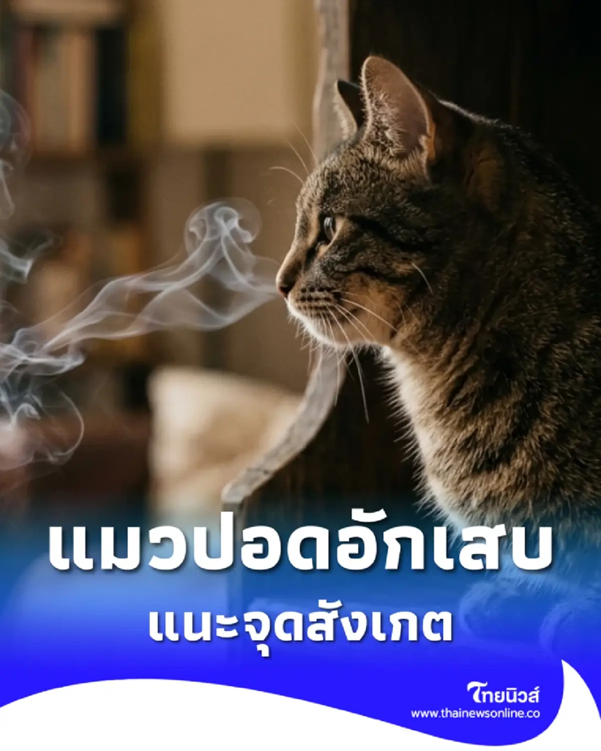 เตือนภัย แมวปอดอักเสบ เพราะเจ้าของดูดพอต แนะจุดสังเกตเบื้องต้น