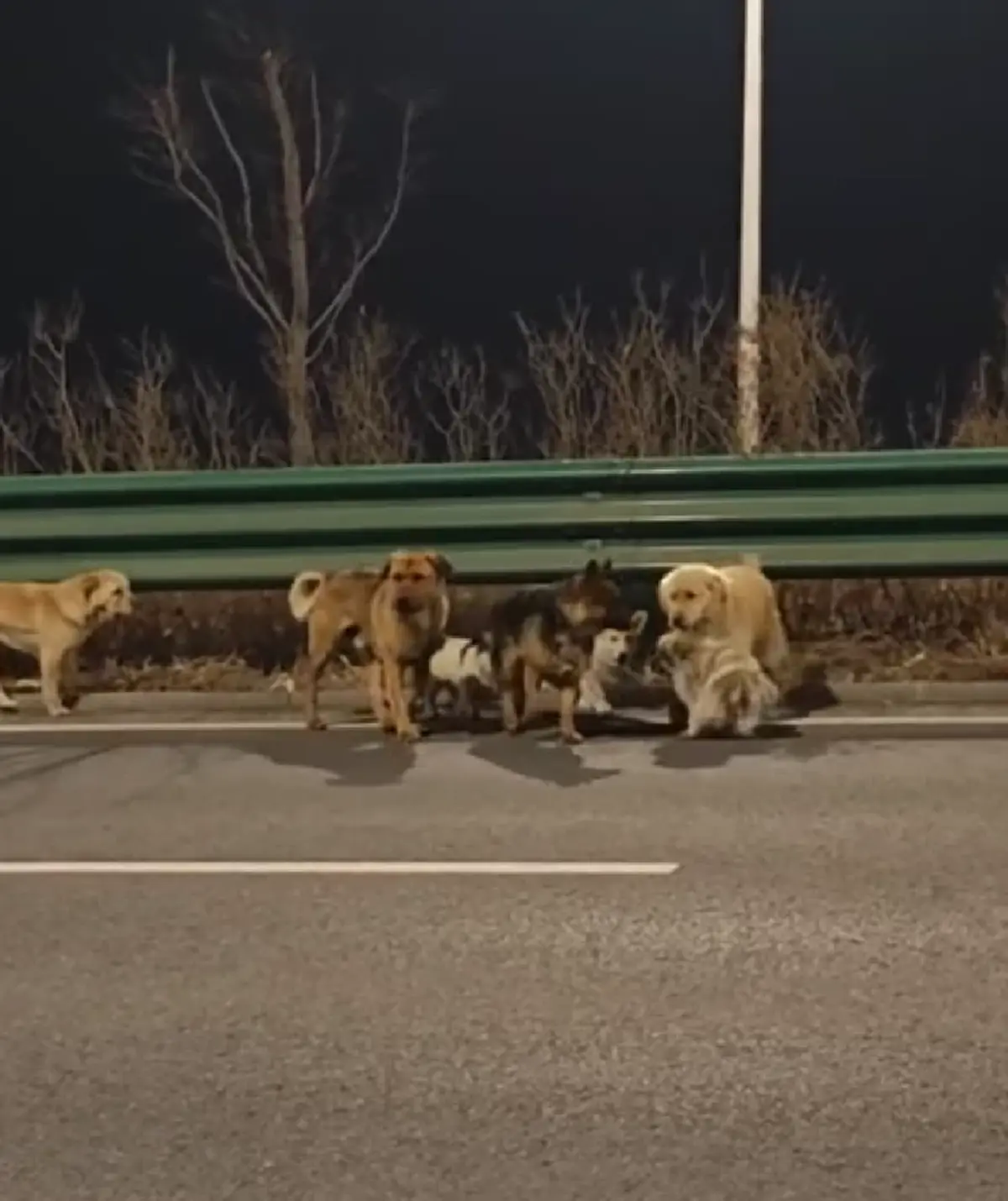 น้ำตาซึม สุนัข 7 ชีวิต หนีแก๊งลักหมา เดินทางไกล 17 กม. กลับบ้าน