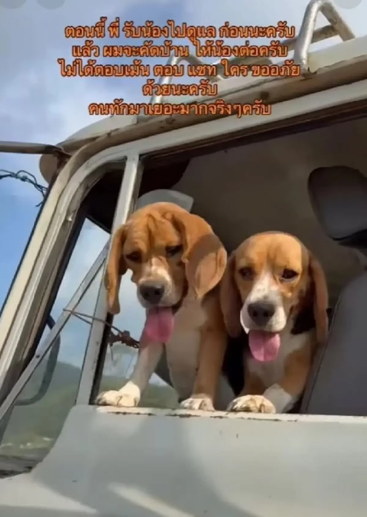 ในหลวงโปรดเกล้าฯ พระราชทานชื่อใหม่ 2 บีเกิ้ล ส่งรถรับเข้าวังแล้ว