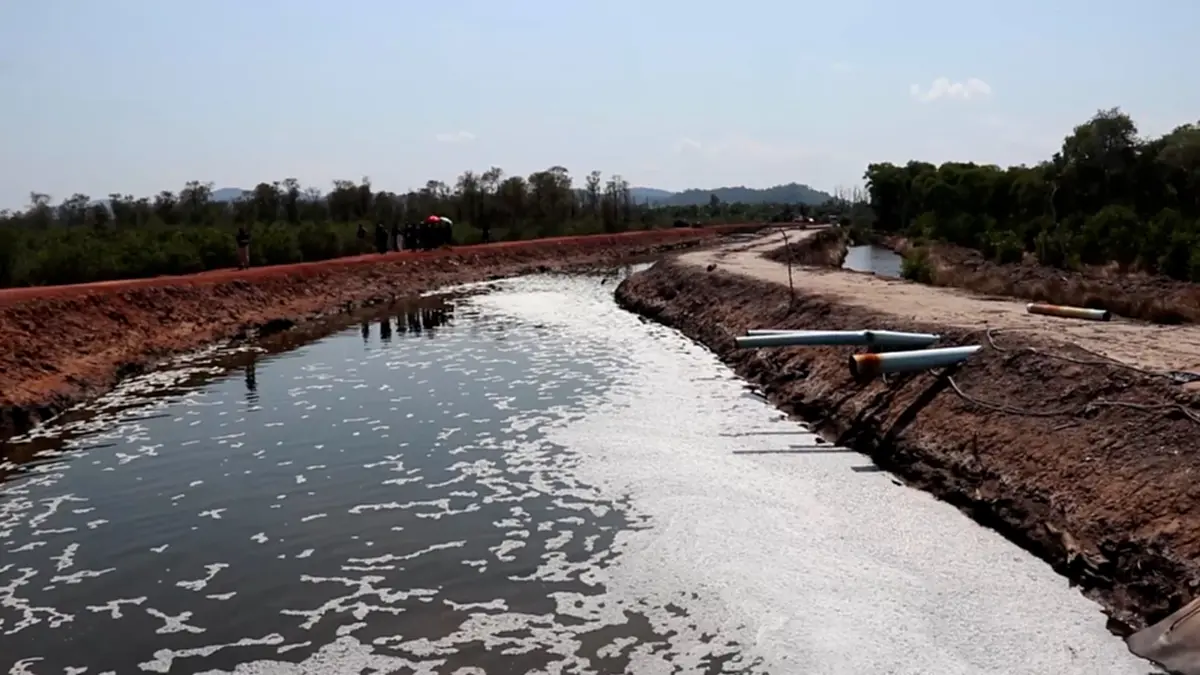 3 สส.ชุมพรบุกแฉฟาร์มกุ้งนายทุน ลอบปล่อยน้ำเสียทำป่าพรุพังพินาศ
