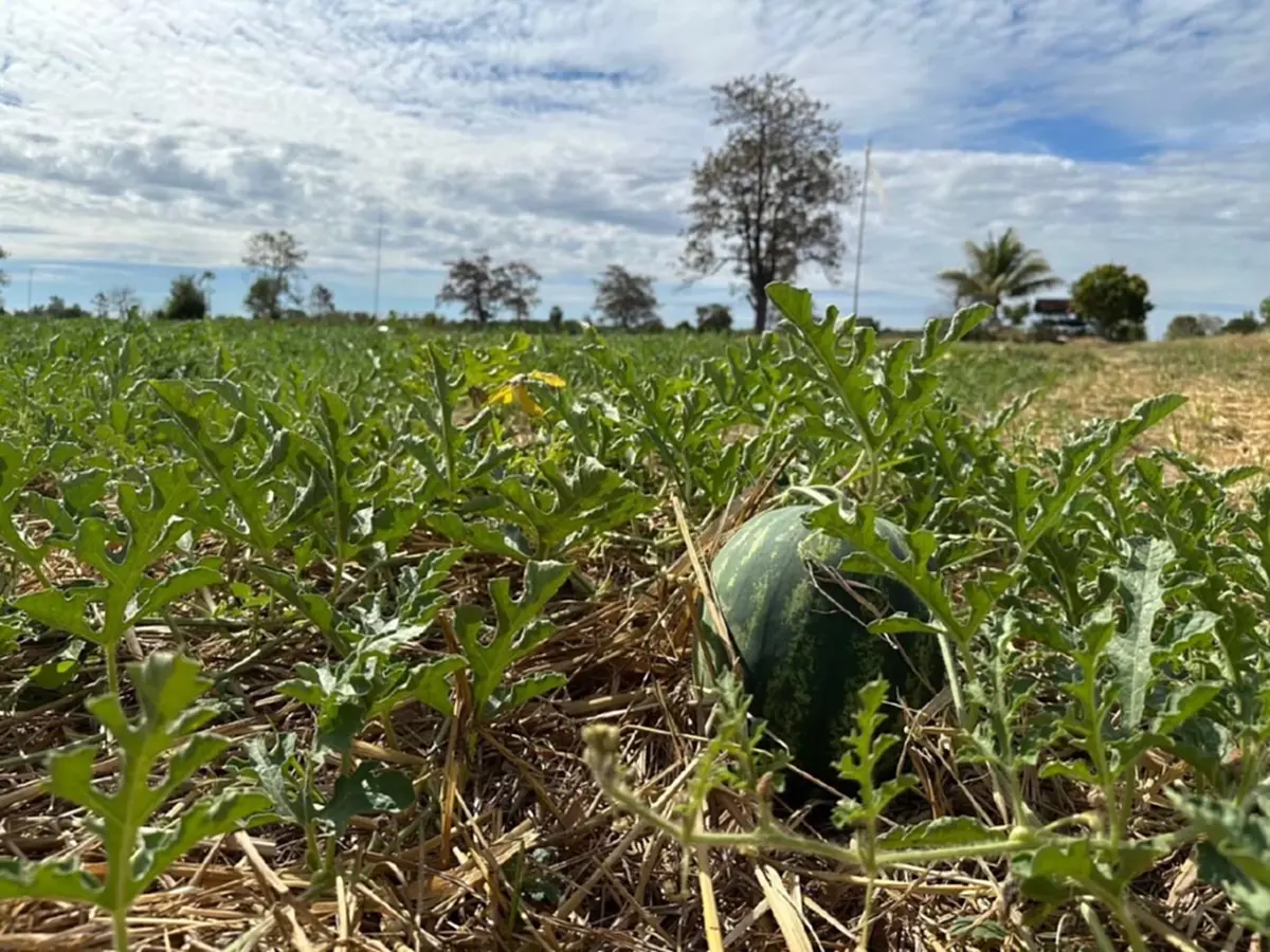 กรมทรัพย์สินทางปัญญาประกาศขึ้นทะเบียน GI แตงโมหวานยโสธร