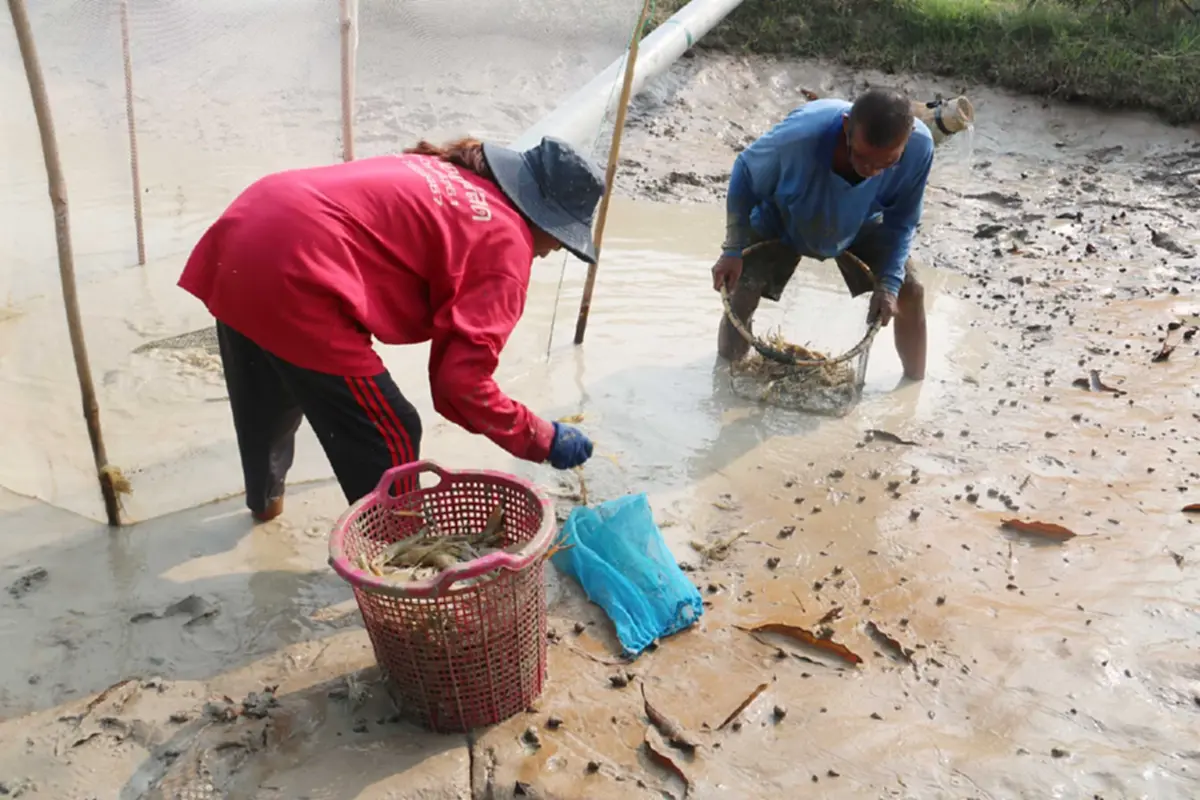 วิกฤตน้ำมันแพทำพิษ! ชาวนากุ้งกาฬสินธุ์อ่วม จี้รัฐเร่งแก้ไข